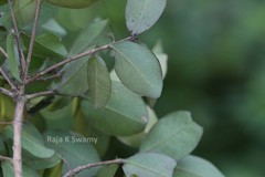 Syzygium parameswaranii